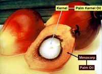 palm kernel and palm fruit