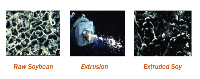 soybean cell capture