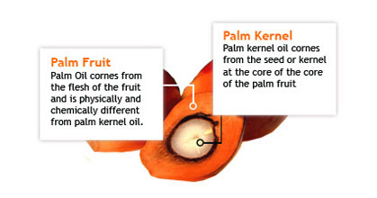 what is palm kernel