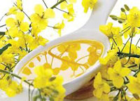 main process of the rapeseed oil nad benefit